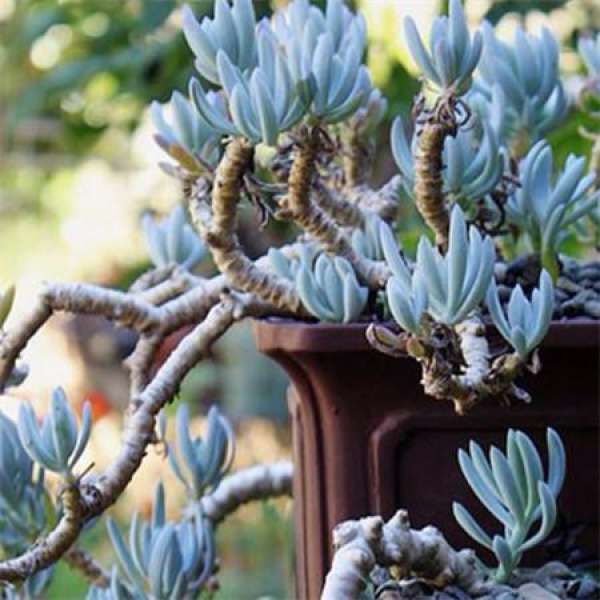 Blue Pine Picture