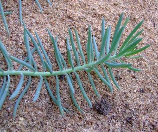 Blue Pine Picture