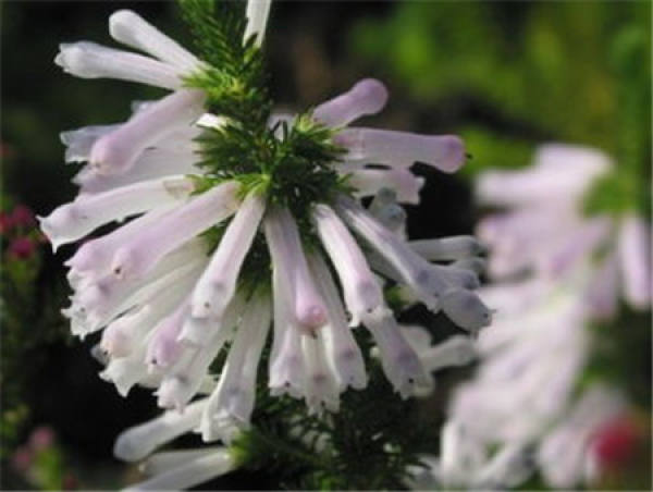 Lily of the valley Heather