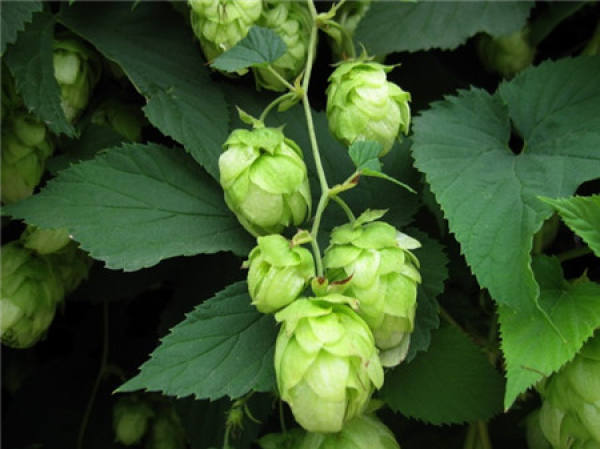 Hops Picture
