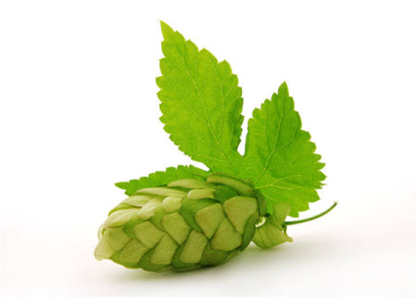 Hops Picture