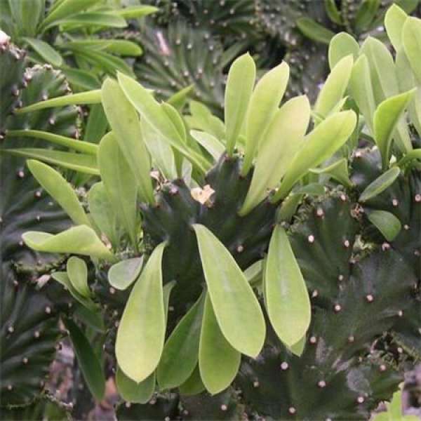 Yellow leaves on a unicorn's palm