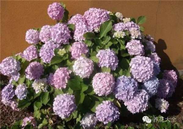 Hydrangea cultivation method