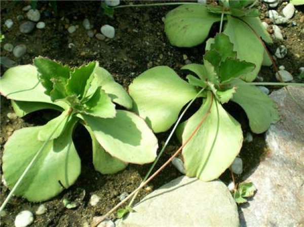 Butterfly Lotus