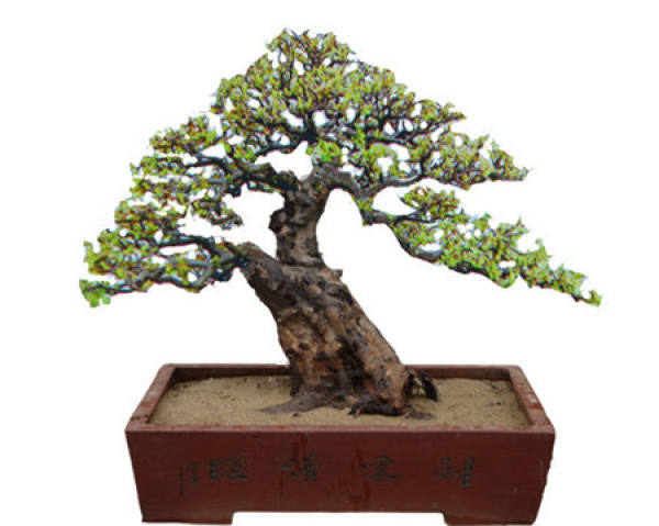 Bird plum