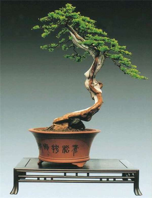 Bird plum