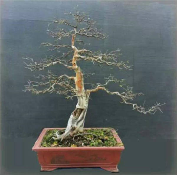 Bird plum