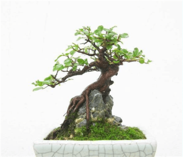 Bird plum