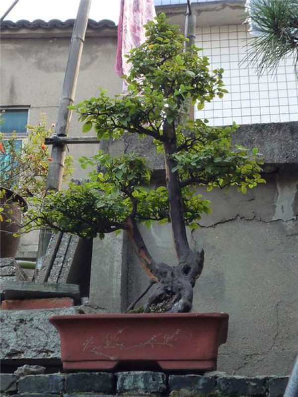 Bird plum