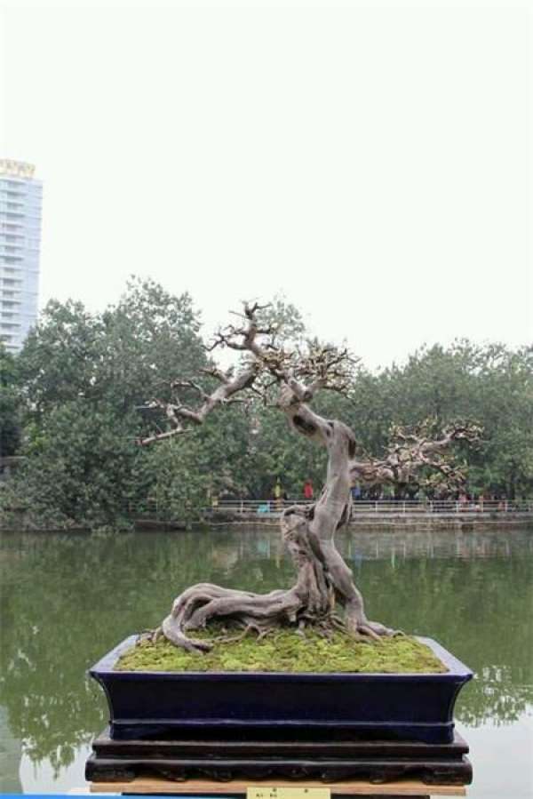 Bird plum