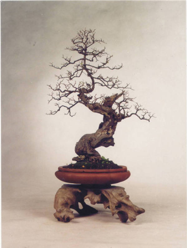 Bird plum