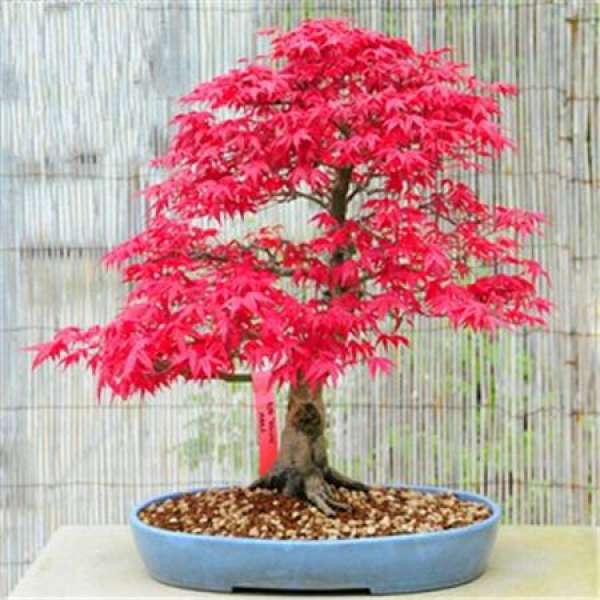 Japanese red maple