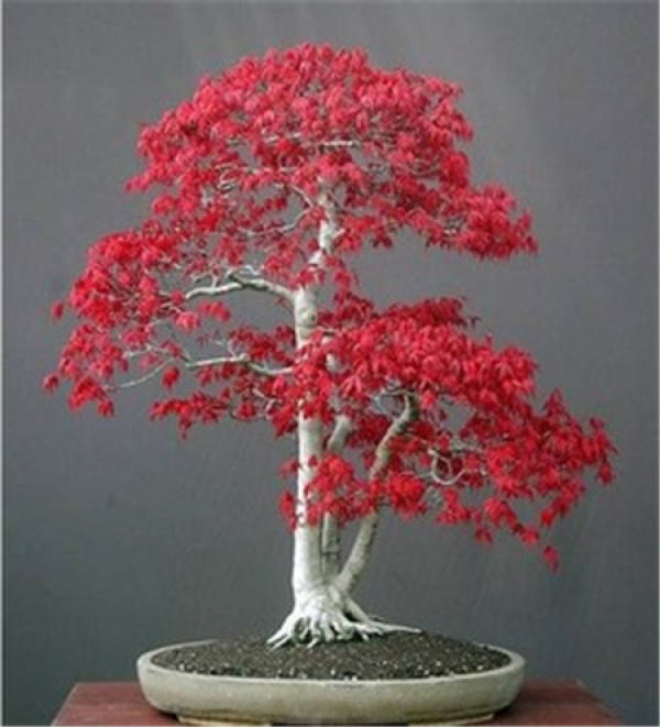 Japanese red maple