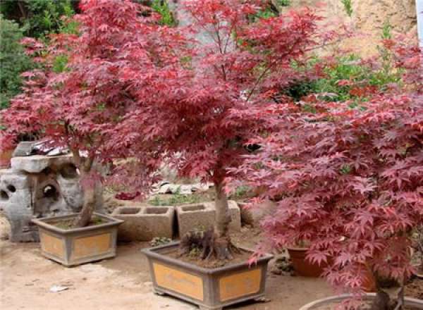 Japanese red maple