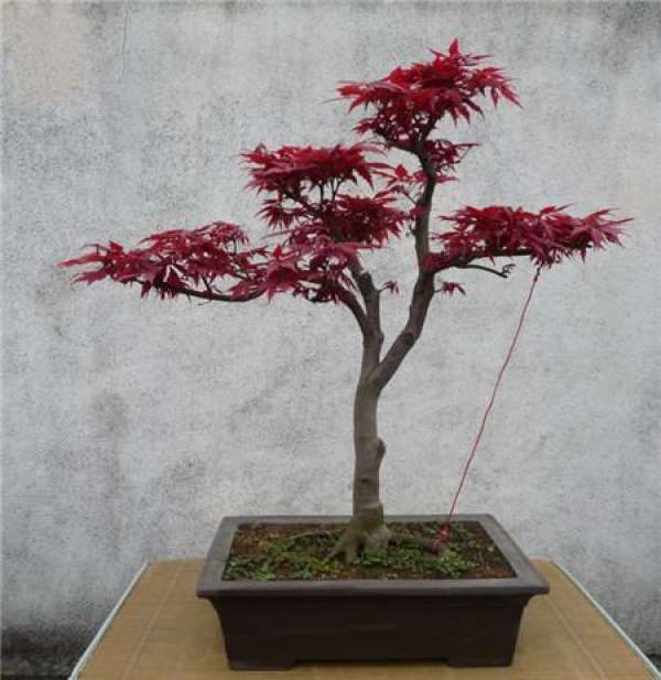 Japanese Red Maple