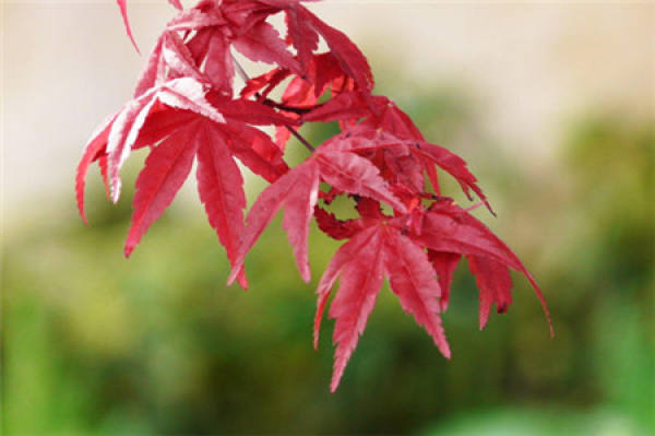 Japanese red maple