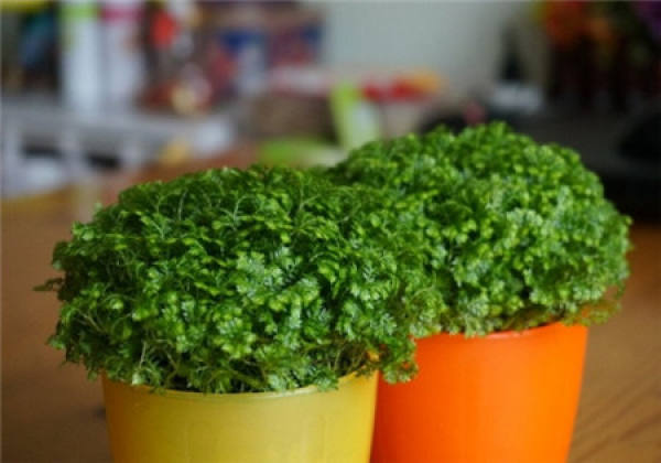 Happy Grass