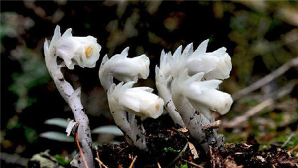 Monotropa