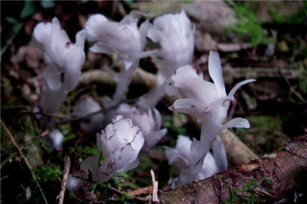 Monotropa