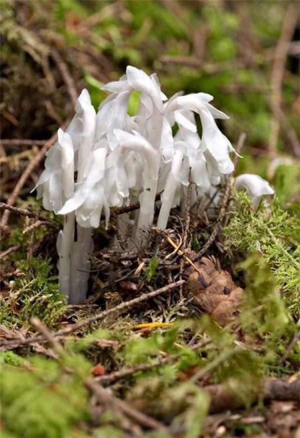 Monotropa