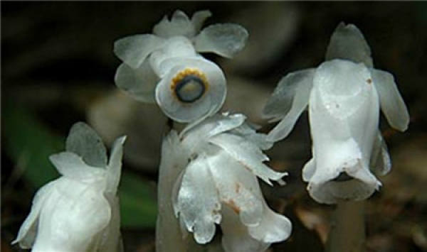 Monotropa