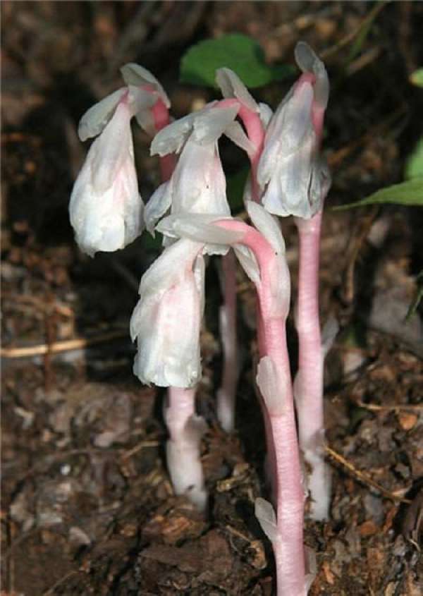 Monotropa