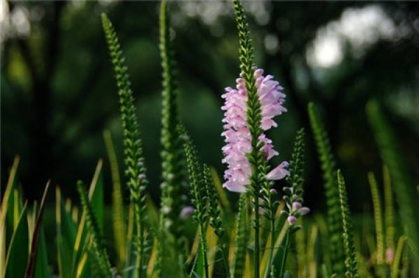 Random grass