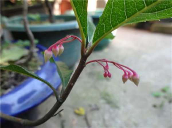 When does Ardisia crenata bloom?