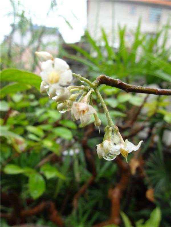 When does Ardisia crenata bloom?
