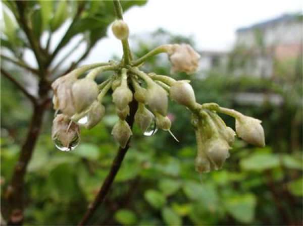 When does Ardisia crenata bloom?