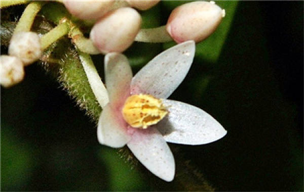 When does Ardisia crenata bloom?