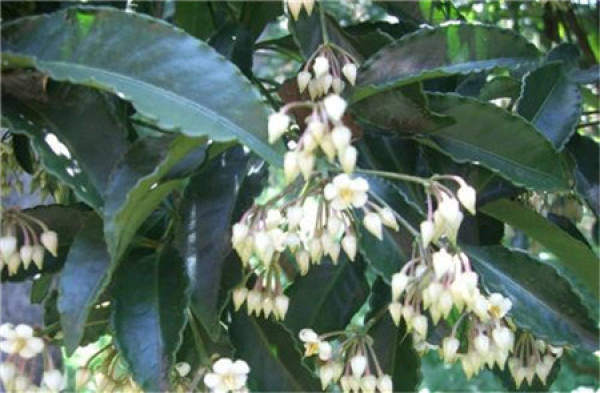 When does Ardisia crenata bloom?