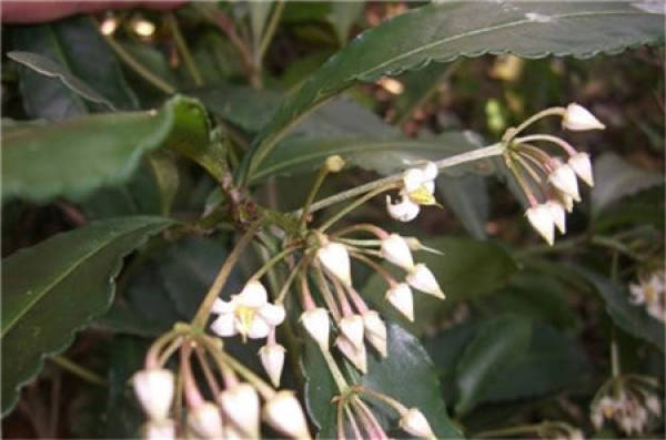 Ardisia crenata bloom