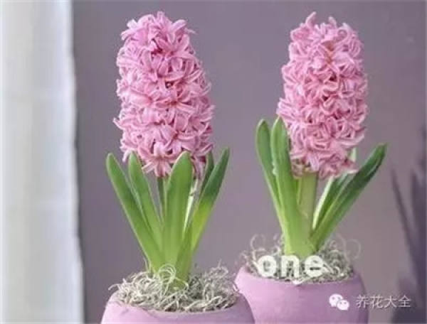 Hyacinth