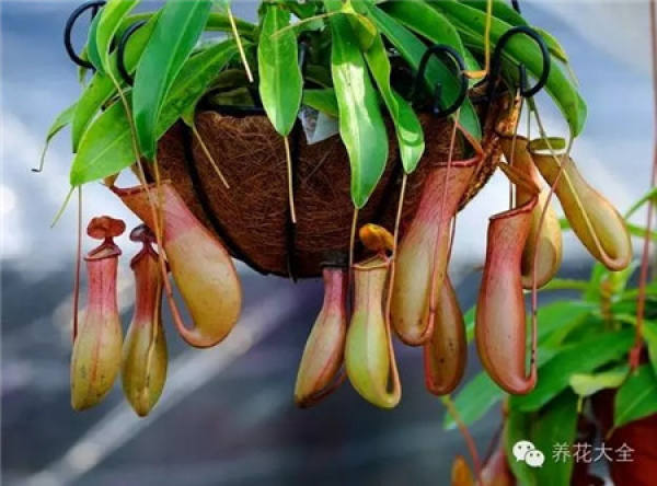 Nepenthes