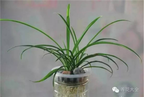 Nepenthes
