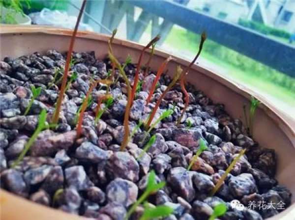 Nepenthes