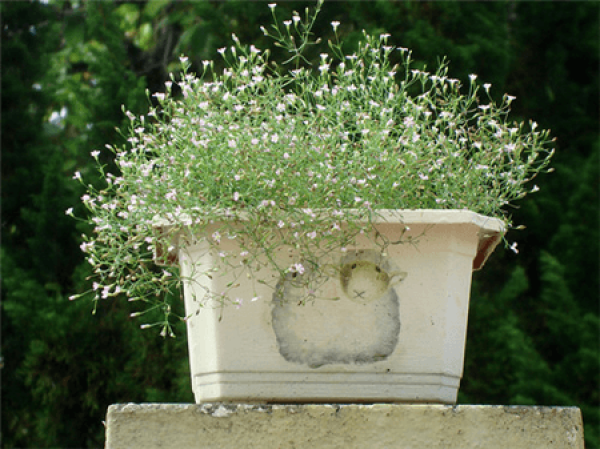 Watering