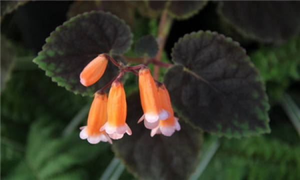 Gesneriola sarmentosa
