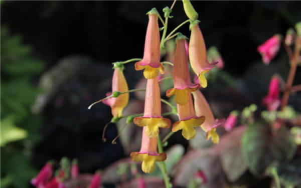 The Propagation Mode of Gesneriaceae