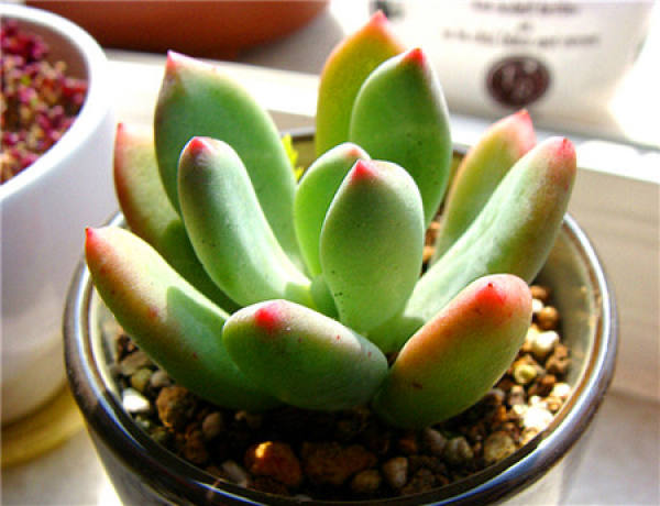 Green Star Beauty