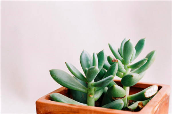 green star beauty