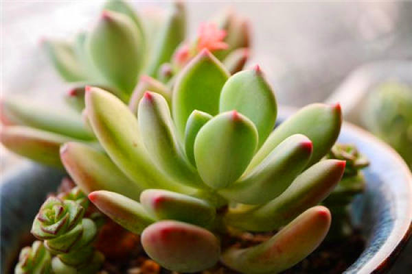 The reproductive mode of the Green Star Beauty