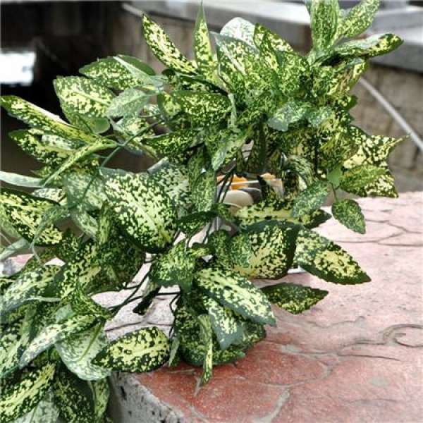 Matters needing attention in the cultivation of Aralia elata