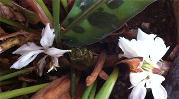 Maoyan arrowroot blossom