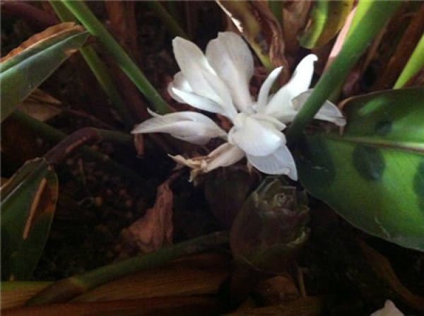 Maoyan arrowroot blossom