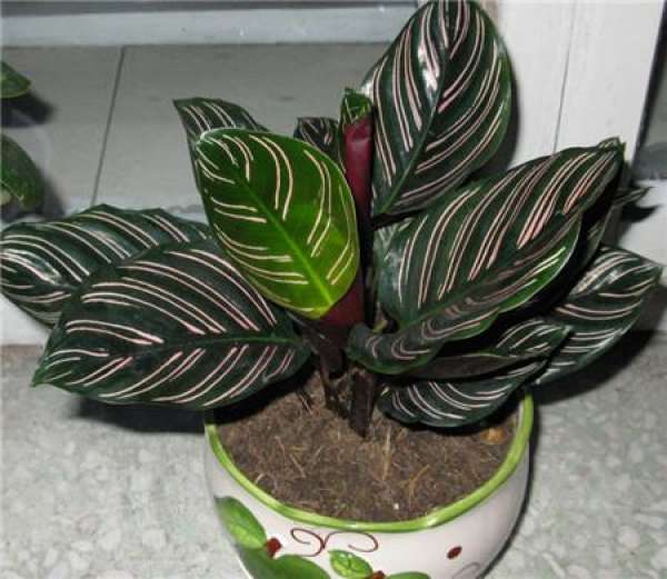 Cat's-eye arrowroot bonsai