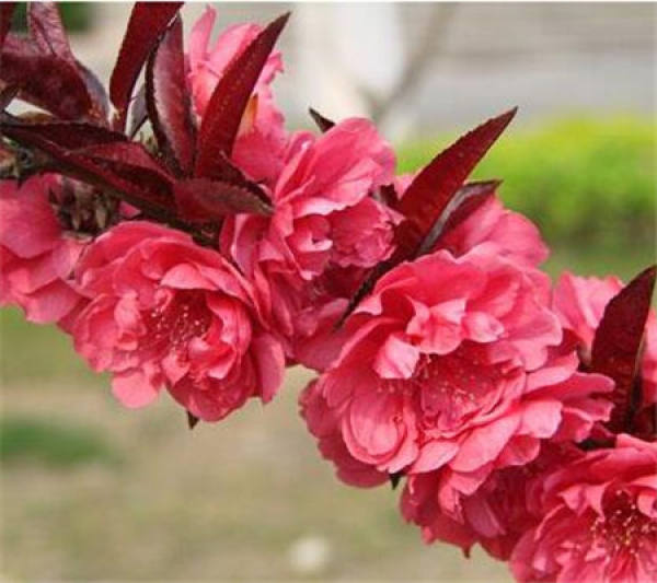 Bai bitao pictures