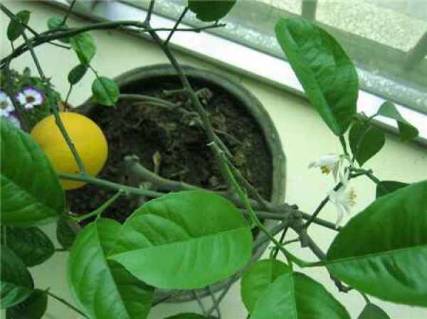 Picture lemon