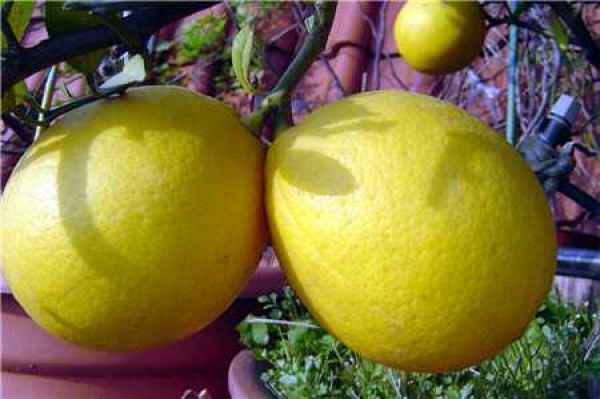 Lemon fruit pictures